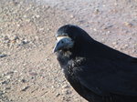 SX01309 Rook.jpg